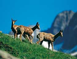  La semana de la caza del rebeco tendrá lugar entre el 16 y el 23 de septiembre en Andorra